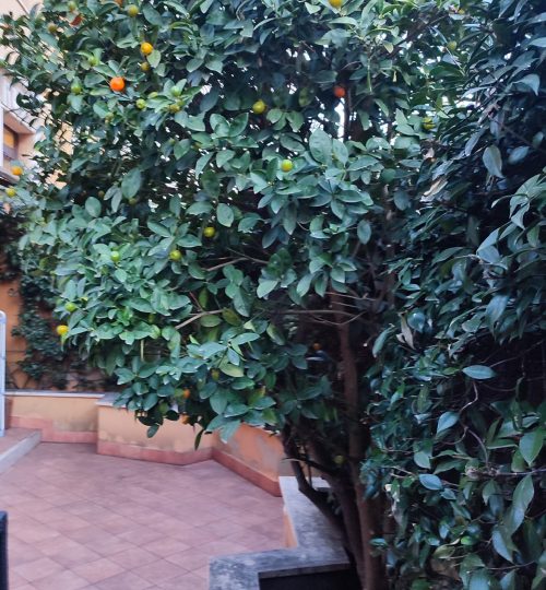Giardino foto2